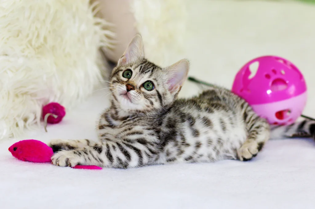 Tabby kitten lying on a white blanket next to colorful toys