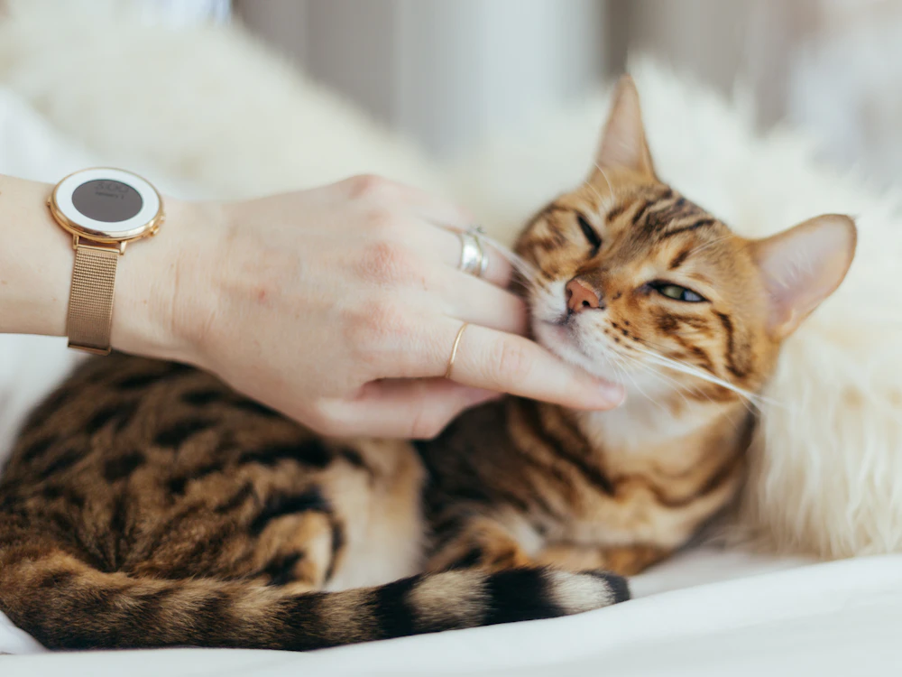 Owner gently petting a relaxed tabby cat