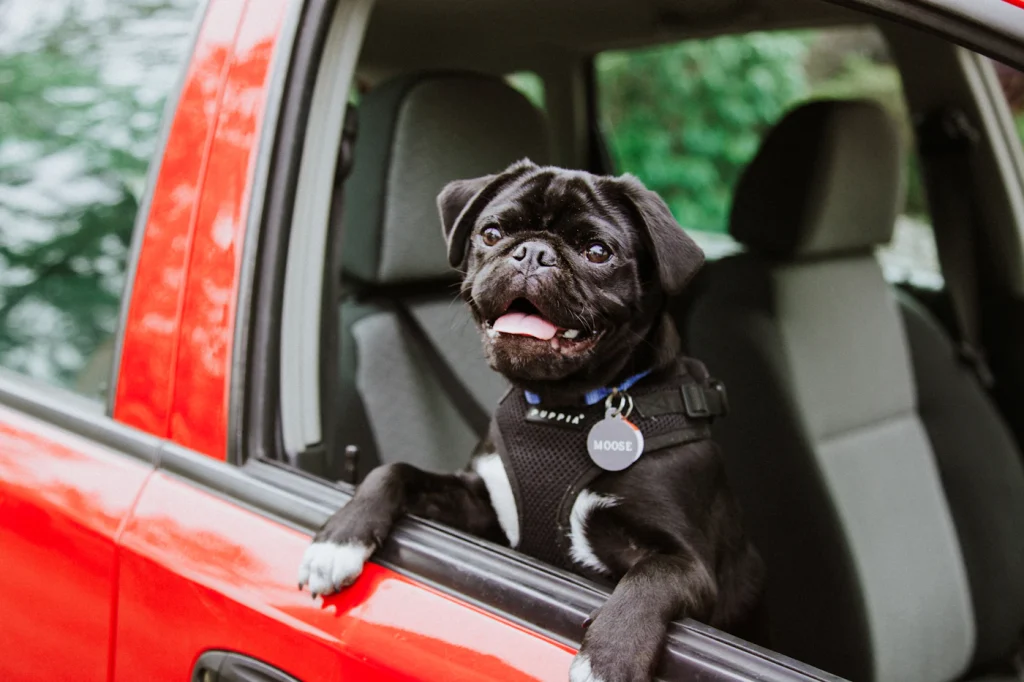Pug sitting in the back seat of a car with the door open