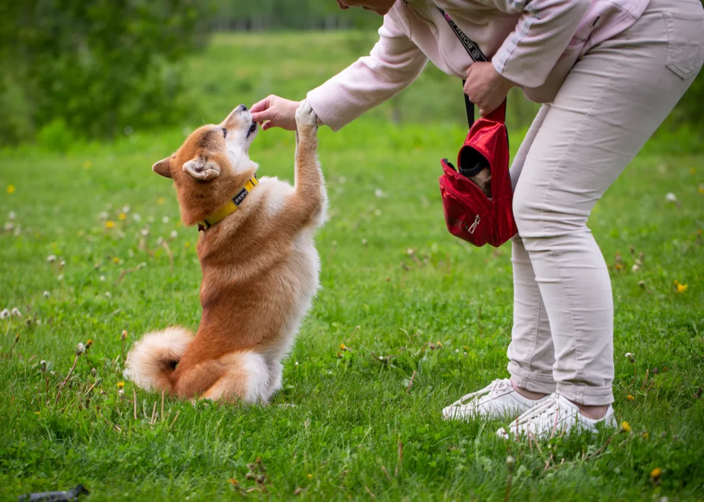 Woman rewarding a puppy with a treat during training on grass