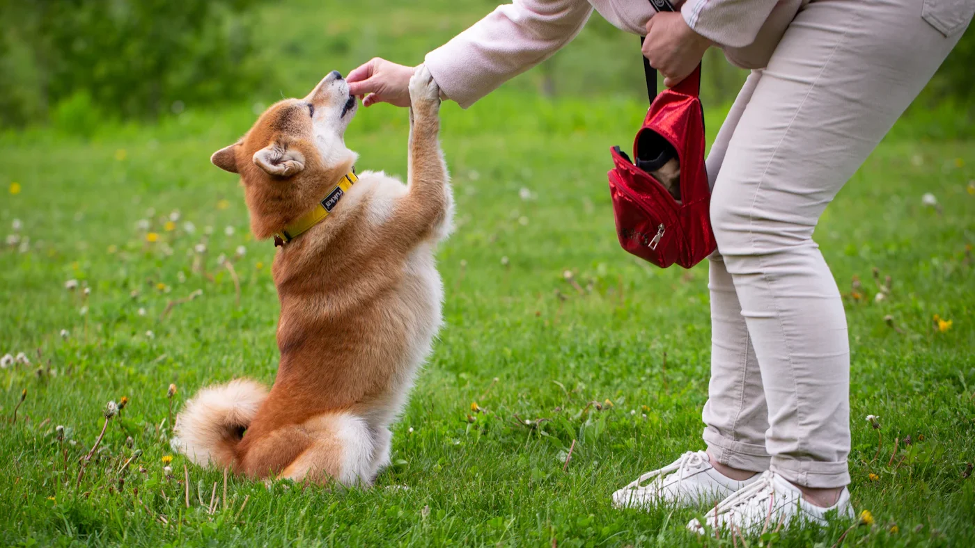 Woman rewarding a puppy with a treat during training on grass