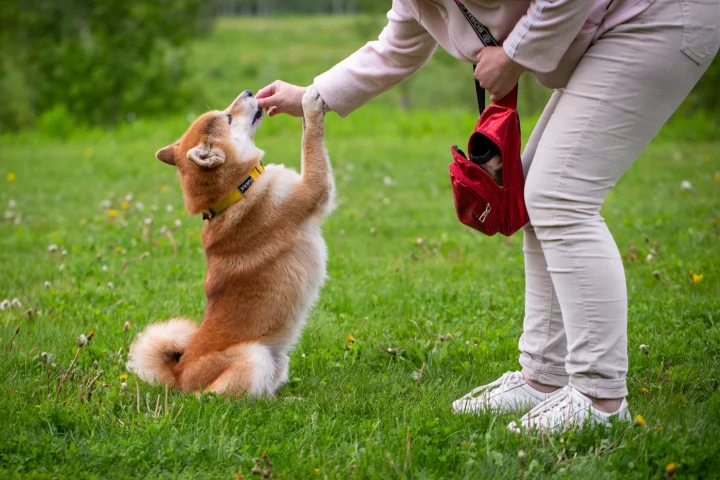 Woman rewarding a puppy with a treat during training on grass