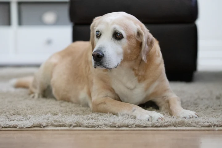 Senior Labrador resting on a rug