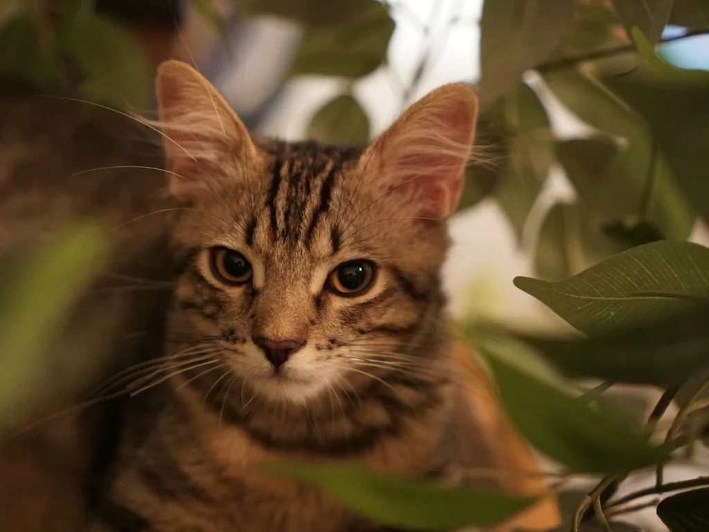 Brown tabby cat looking out from green leaves
