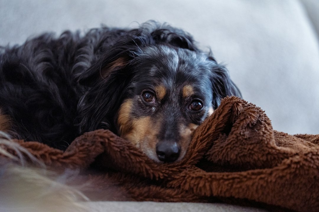 Dog relaxing on a blanket at home