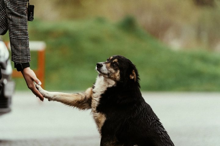 Black and white dog shaking hands with a person