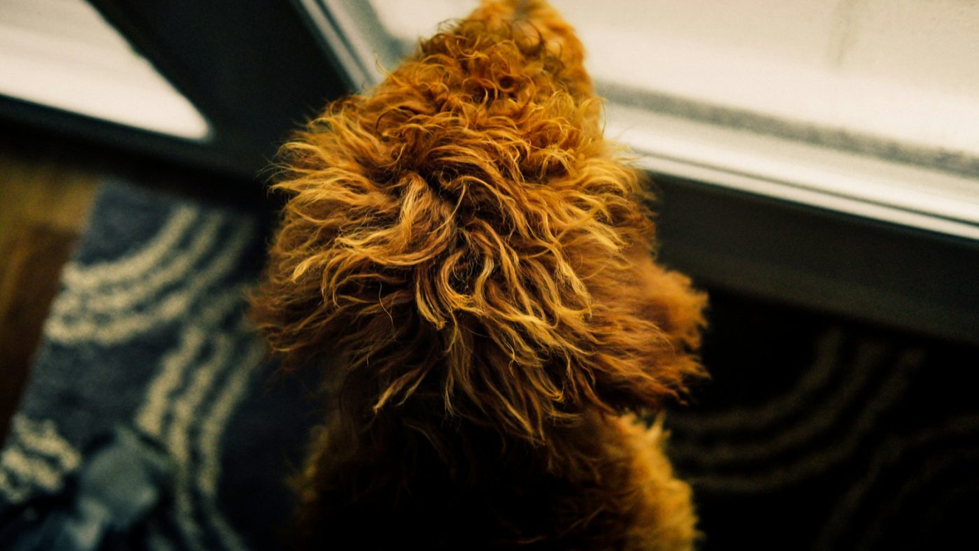 Dog seen from behind, looking out a window as if waiting to go outside