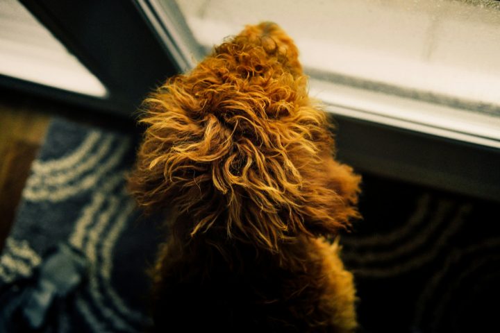 Dog seen from behind, looking out a window as if waiting to go outside