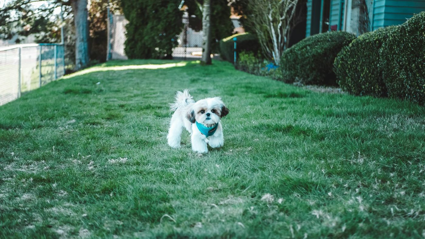 Short-coated white puppy standing on a green grass field