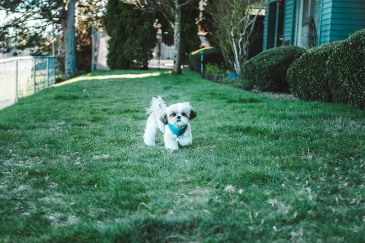 Short-coated white puppy standing on a green grass field