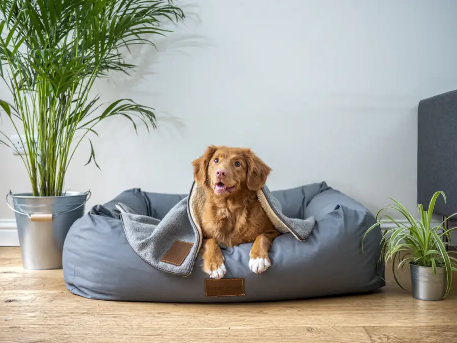 Brown dog relaxing on a grey dog bed in a modern living room