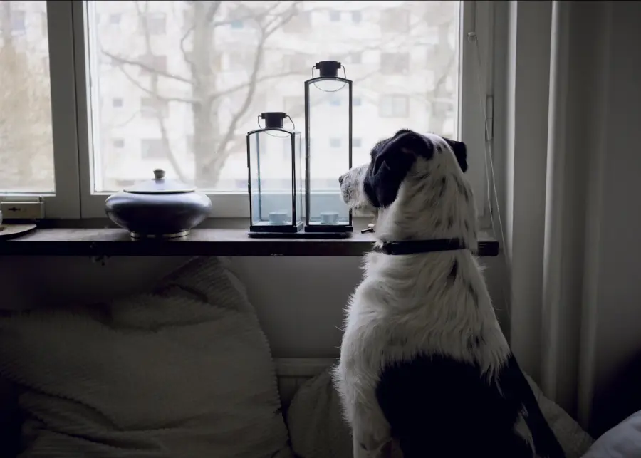 Dog looking out of a window at home