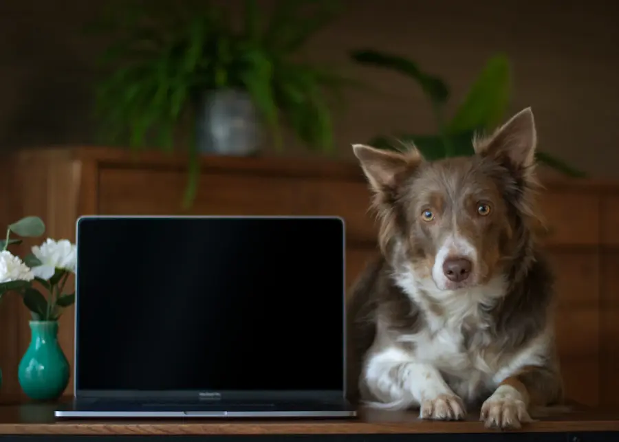 Dog sitting next to a laptop on a wooden desk