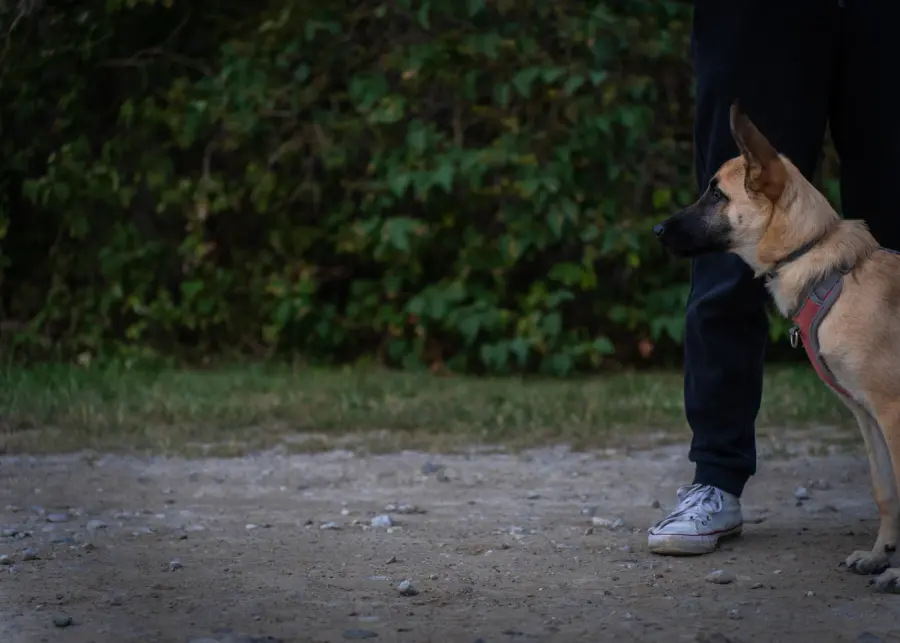 Dog standing calmly on a leash next to its handler