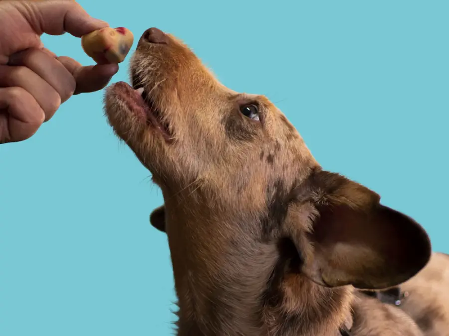 Dog taking a treat from an owner's hand