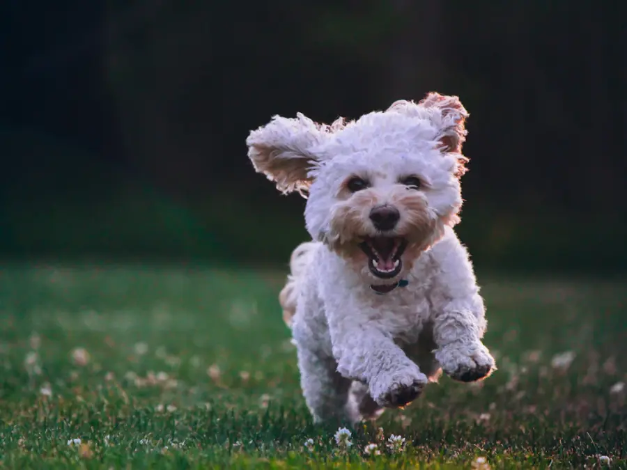 Fluffy white puppy running across the grass