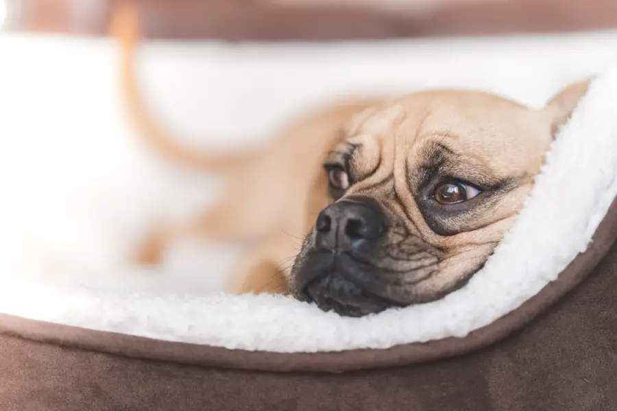 Pug resting its head in a plush dog bed