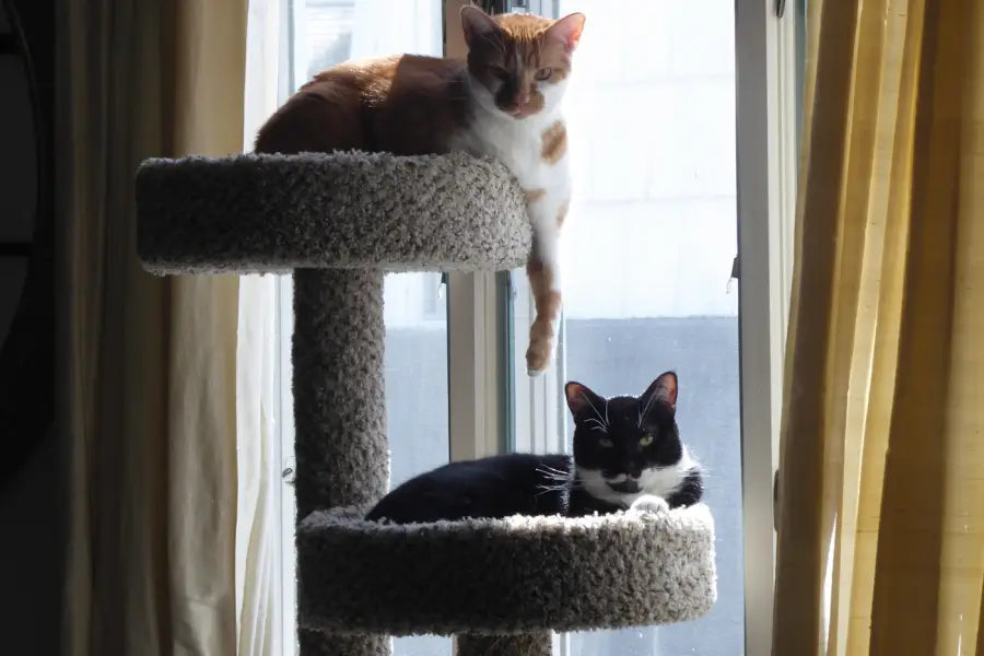Two cats resting on a carpeted cat tree by a window